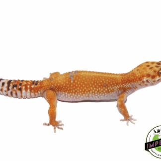 Tangerine Tremper Leopard Gecko