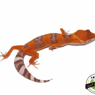 Tangerine Tremper Leopard Gecko Baby