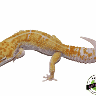 Tremper Tang W&Y Leopard Gecko Adult Male