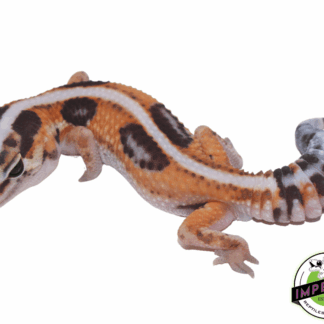 Tangerine Whiteout African Fat Tail Gecko