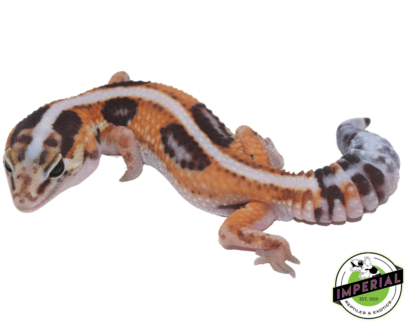 Tangerine Whiteout African Fat Tail Gecko