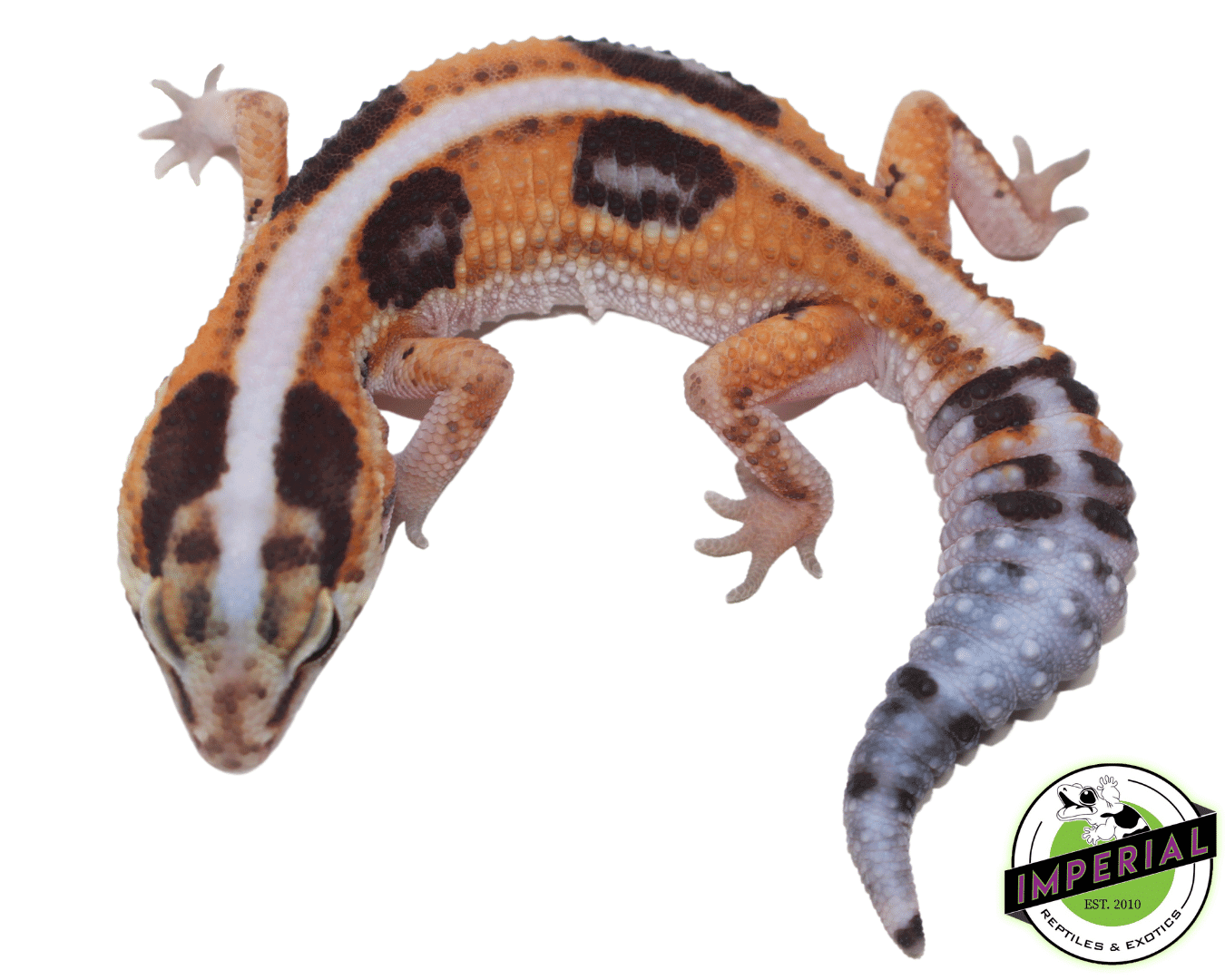 Tangerine Whiteout African Fat Tail Gecko - Image 3