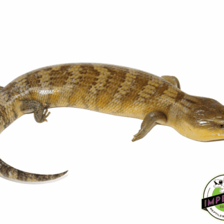 Golden Tanimbar Island Blue Tongue Skink