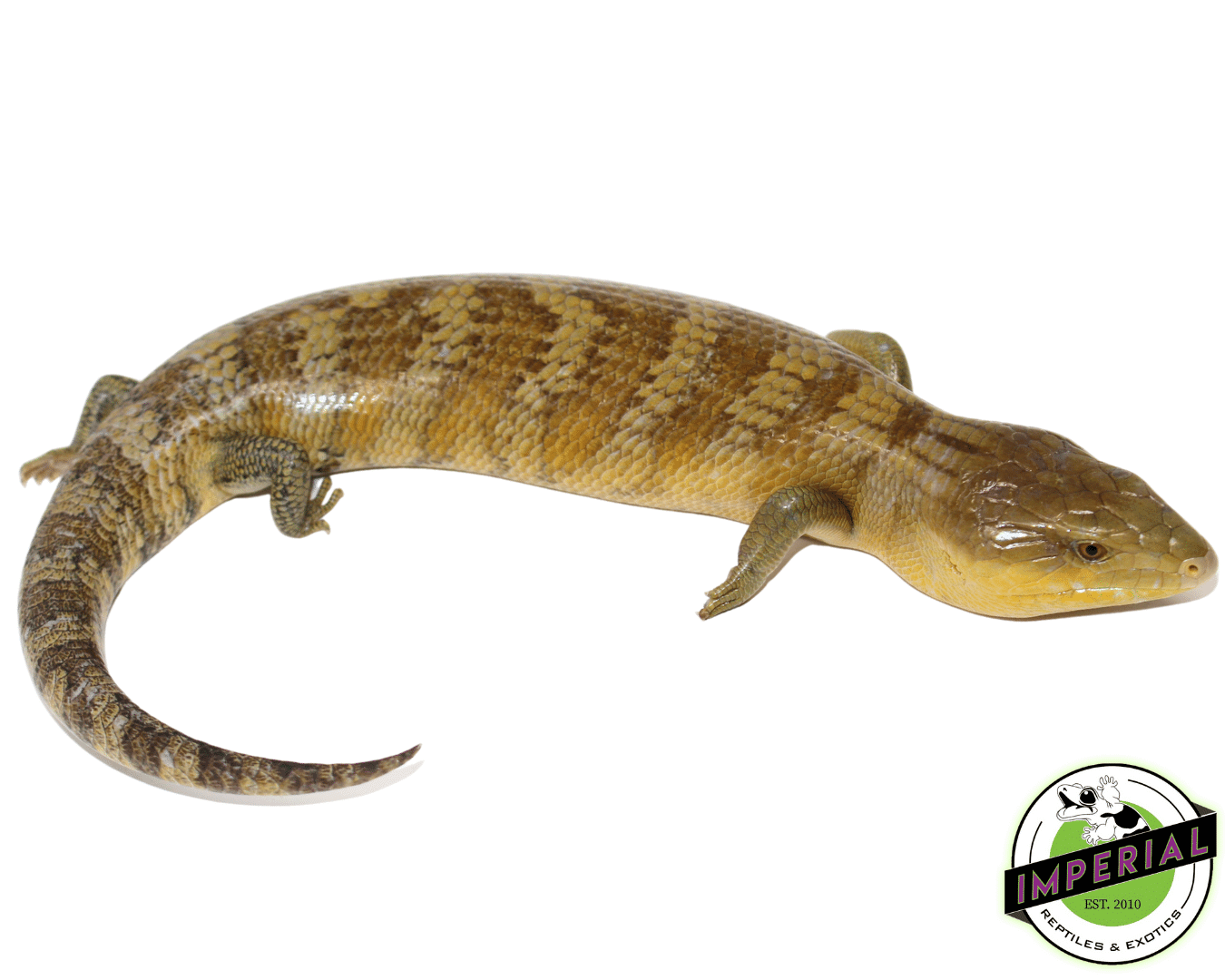 Golden Tanimbar Island Blue Tongue Skink