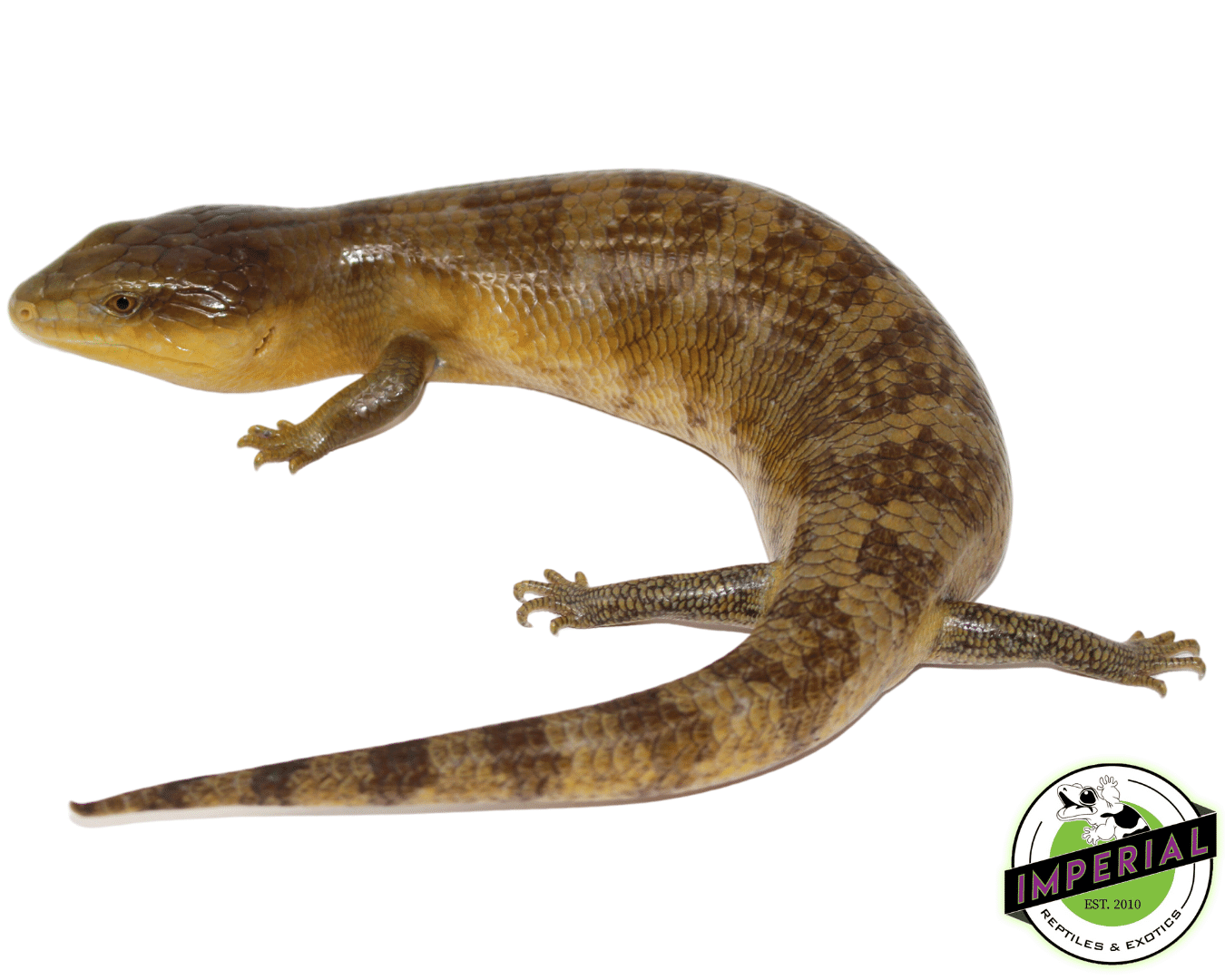 Golden Tanimbar Island Blue Tongue Skink - Image 2