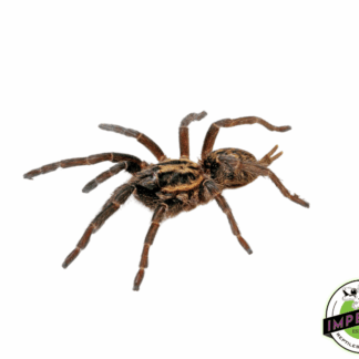 Tanzanian Chestnut Baboon (Heterothele villosella)