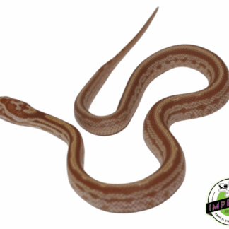 Tessera Butter Corn Snake Baby