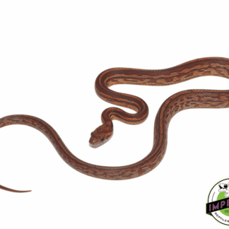 Tessera Okeetee Corn Snake