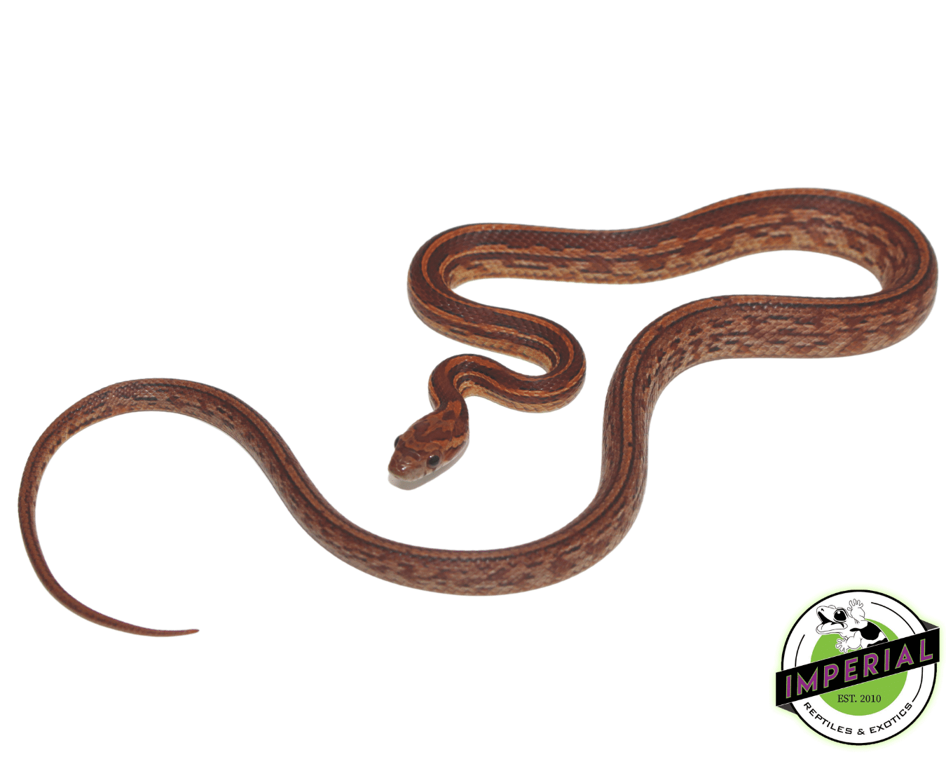 Tessera Okeetee Corn Snake