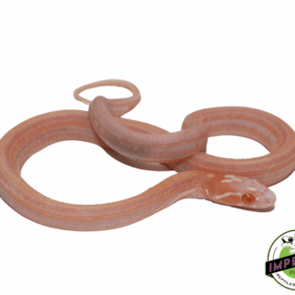 Snow Scaleless Corn Snake Baby