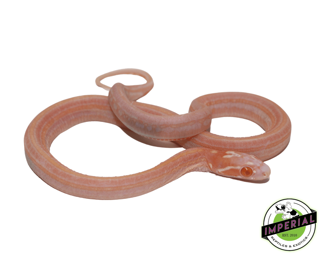 Snow Scaleless Corn Snake Baby