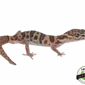 Western Banded Gecko