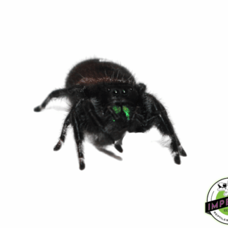 Bold Jumping Spider
