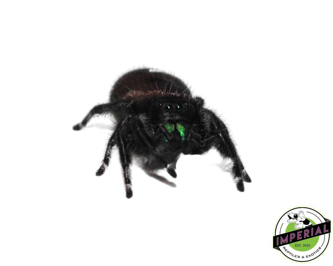 Bold Jumping Spider