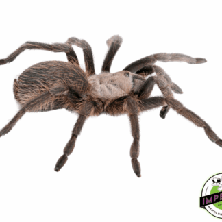 Texas Brown Tarantula
