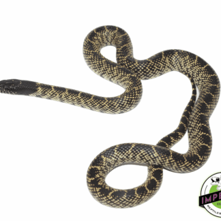 Desert Kingsnake Sub-Adult