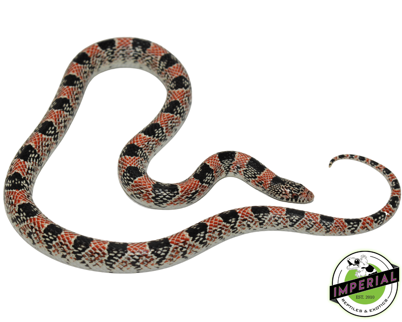 Long-nosed Snake - Image 2