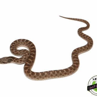 Chihuahuan Nightsnake
