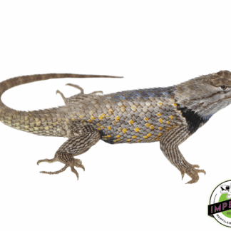 Texas Spiny Lizard Adult