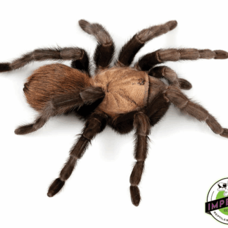 Texas Tan Tarantula