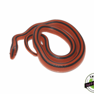 Thai Bamboo Rat Snake Baby