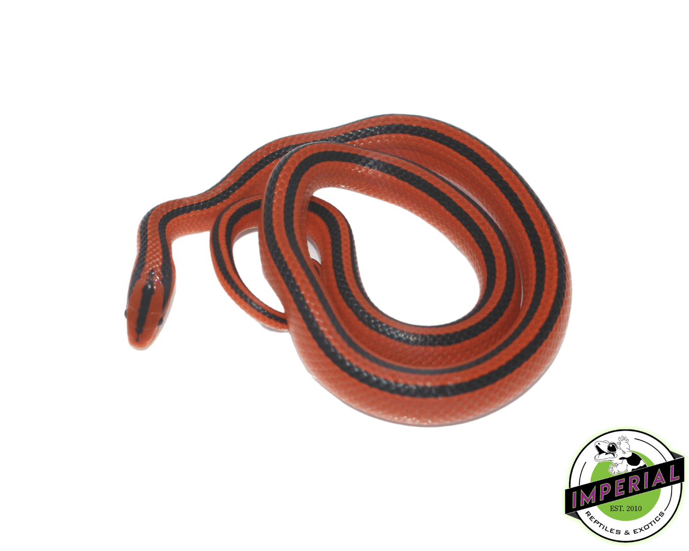 Thai Bamboo Rat Snake Baby