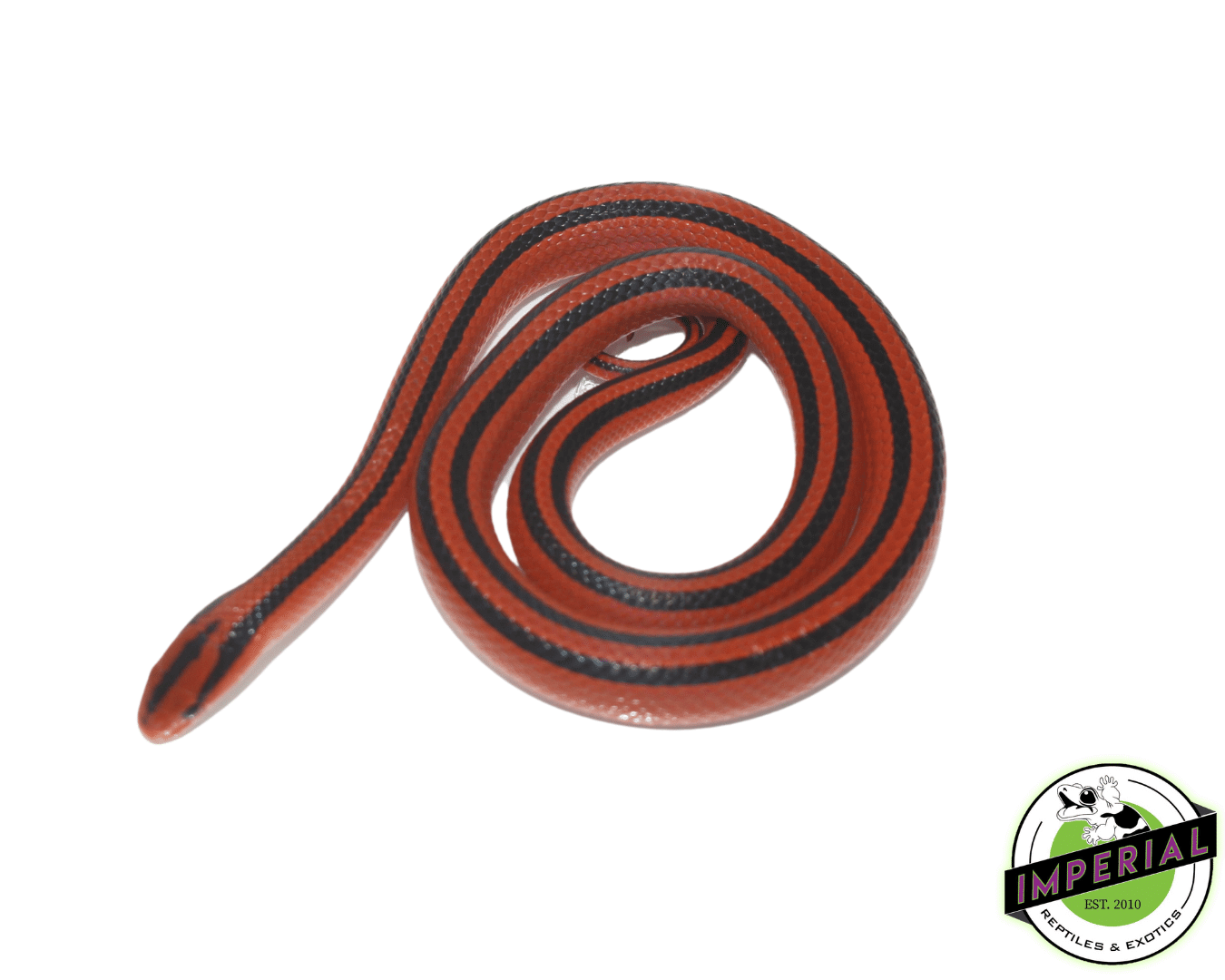 Thai Bamboo Rat Snake Baby - Image 2