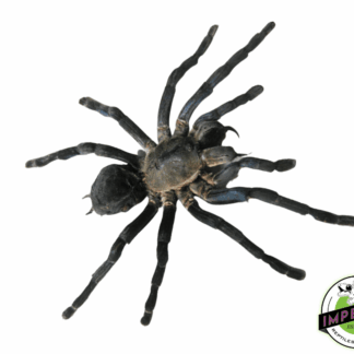 Thailand Big Black Tarantula