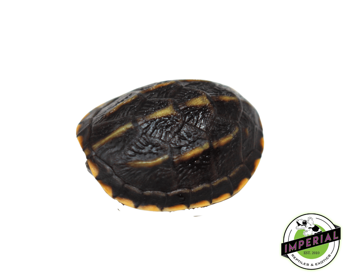 Three Stripe Mud Turtle Baby - Image 2
