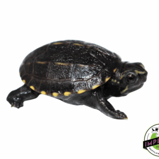 Three Stripe Mud Turtle Baby