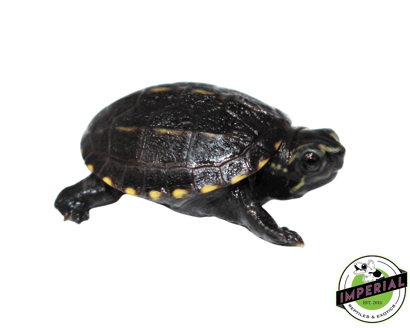 Three Stripe Mud Turtle Baby