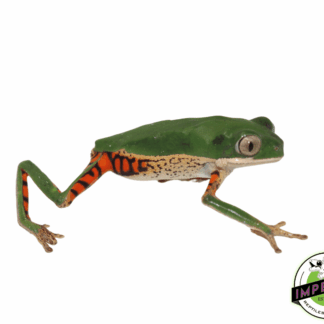 Tiger Leg Monkey Frog (Phyllomedusa hypochondrialis)