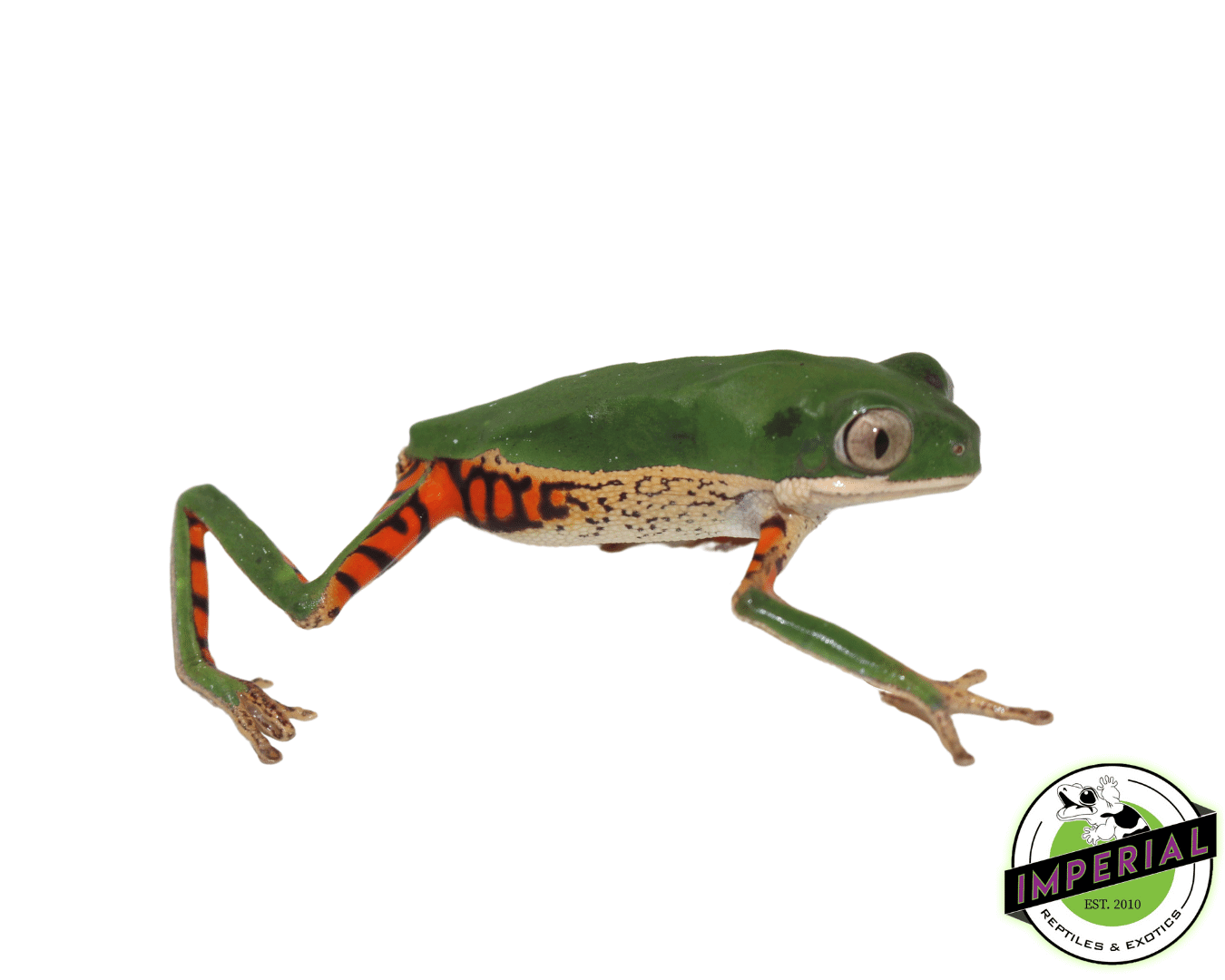 Tiger Leg Monkey Frog (Phyllomedusa hypochondrialis)