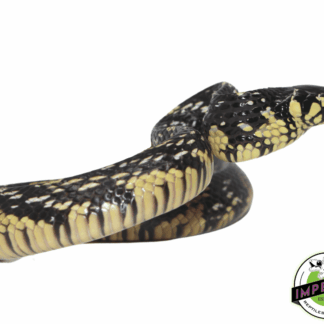 Suriname Tiger Rat Snake Baby