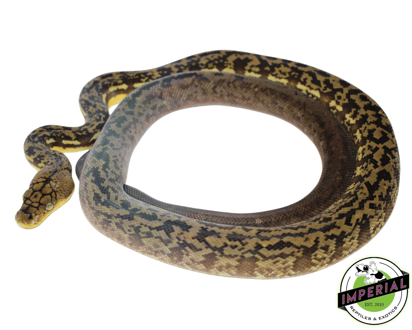 Timor Python Female (#10923-04) - Image 2