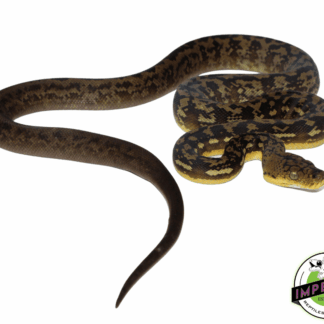 Timor Python Female (#10923-03)