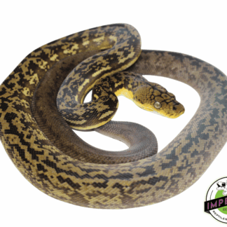 Timor Python Female (#10923-04)