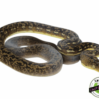 Timor Python Male (#10923-01)