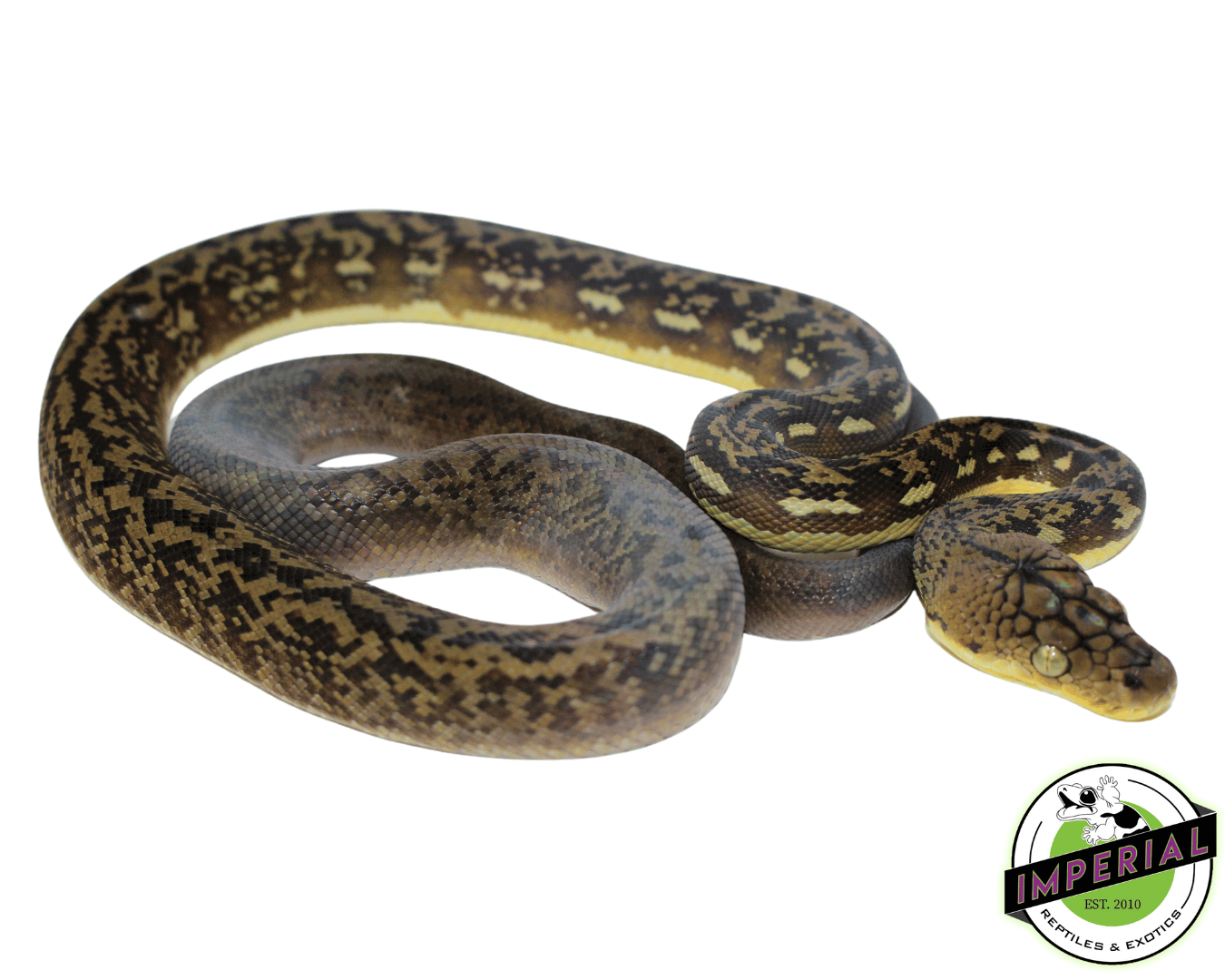 Timor Python Male (#10923-01)