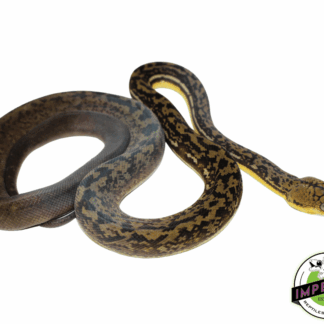 Timor Python Male (#10923-02)