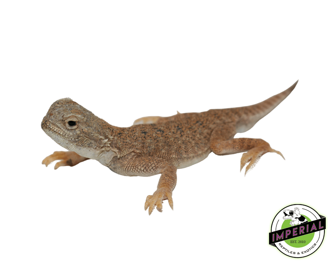 Toad Head Agama