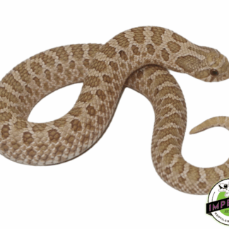 Toffee Western Hognose Baby