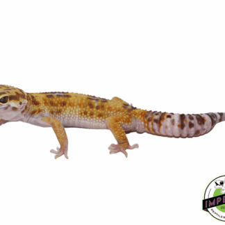 Tornado Hyglo Leopard Gecko Adult