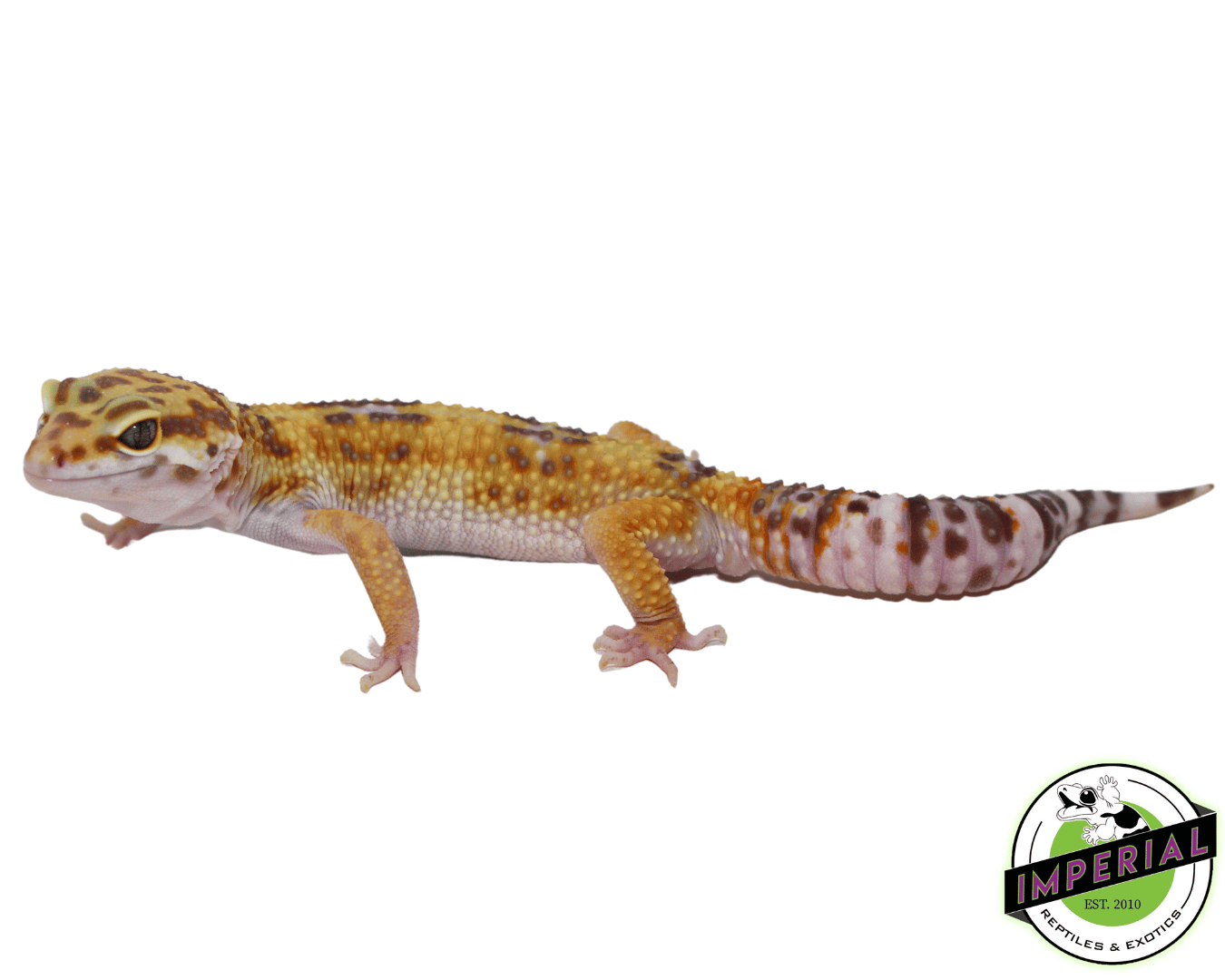 Tornado Hyglo Leopard Gecko Adult