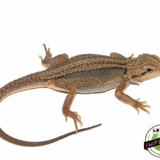 Translucent Dunner Bearded Dragon Baby