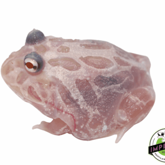 Translucent Metal Pacman Frog Baby