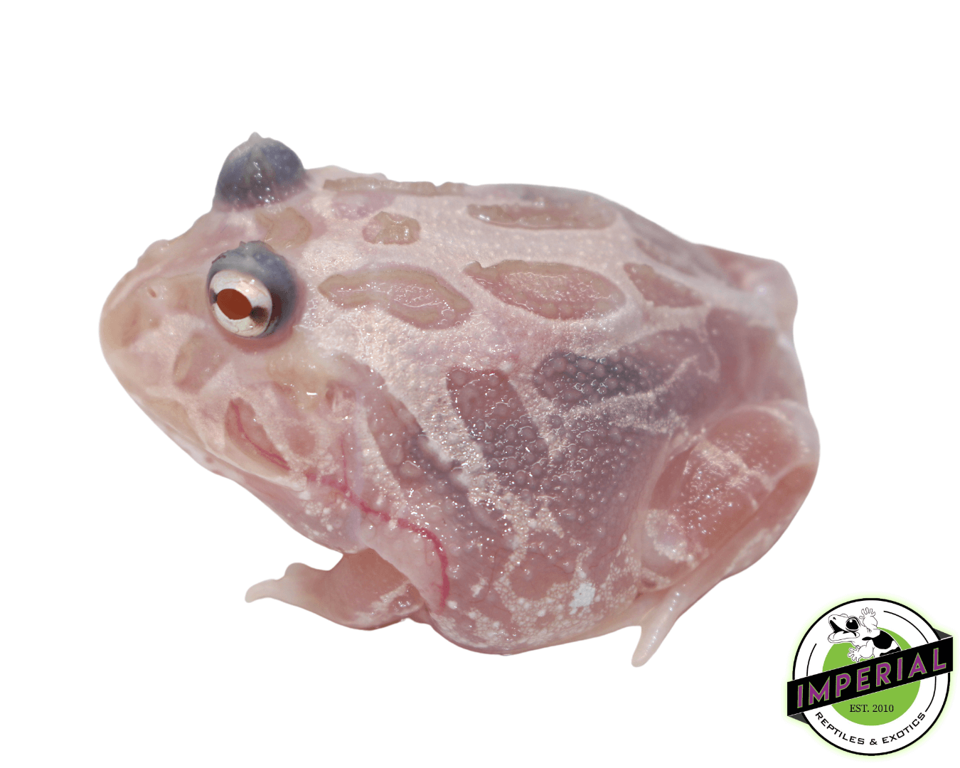 Translucent Metal Pacman Frog Baby