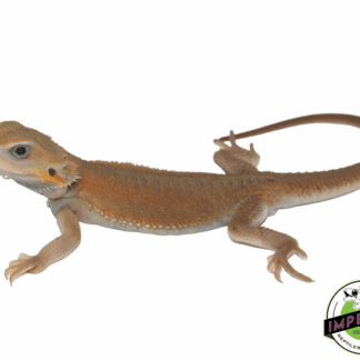 Witblits Translucent Bearded Dragon