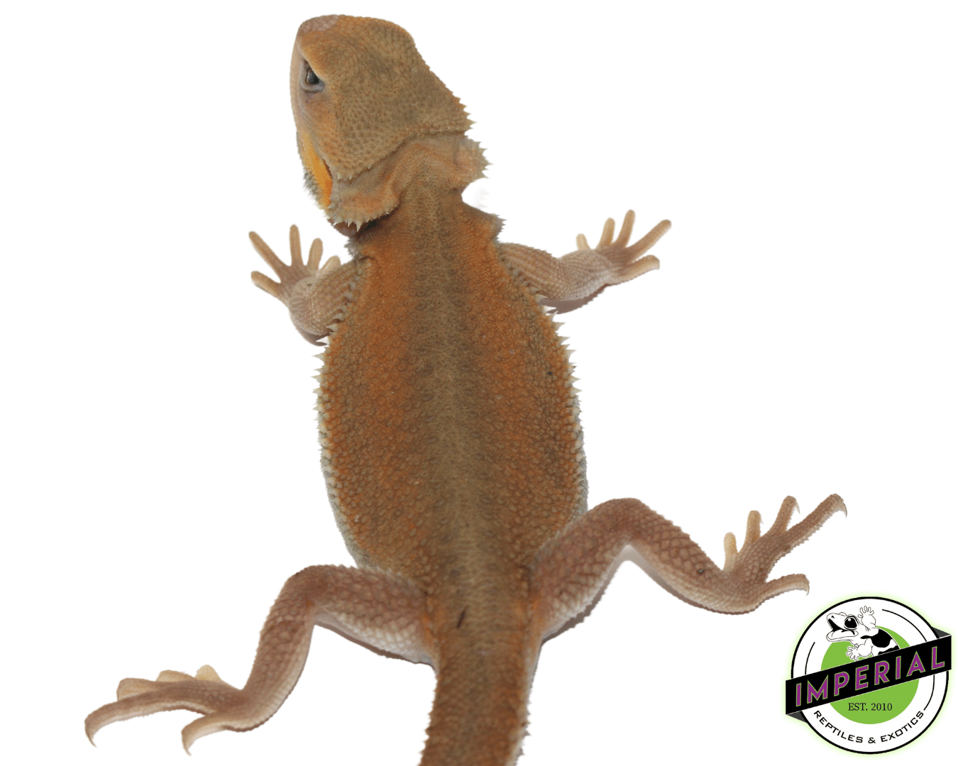 Witblits Translucent Bearded Dragon - Image 2