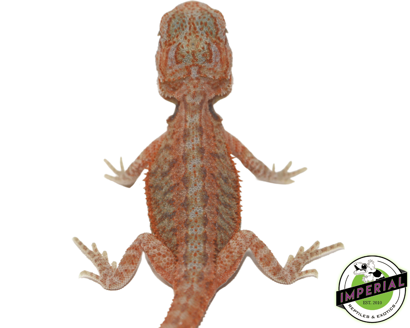Translucent Bearded Dragon Baby - Image 2